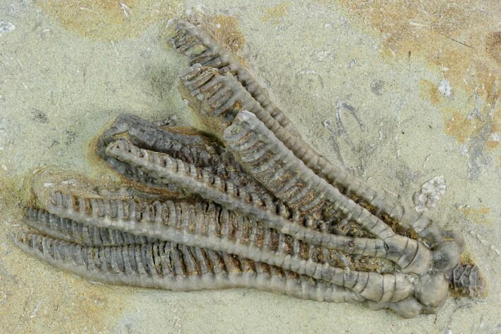 Crinoid (Decadocrinus) Fossil - Crawfordsville, Indiana #122976